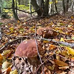 Dom wakacyjny Przysiółek Flądrówka - Dom Na Odludziu Z Widokiem Na Gorce I Tatry Szczawa