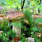 Dom wakacyjny Przysiółek Flądrówka - Dom Na Odludziu Z Widokiem Na Gorce I Tatry *