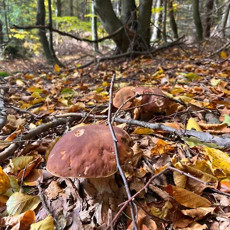 Nyaraló Przysiolek Fladrowka - Dom Na Odludziu Z Widokiem Na Gorce I Tatry Szczawa