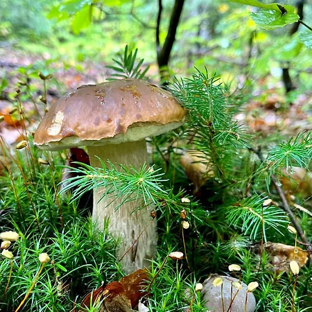 Σπίτι διακοπών Przysiolek Fladrowka - Dom Na Odludziu Z Widokiem Na Gorce I Tatry *
